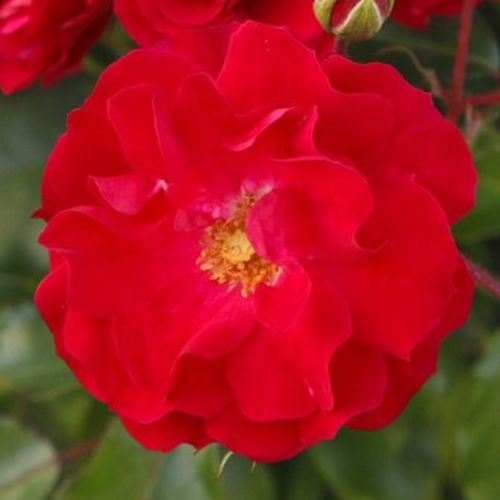 Rozenstruik - Webwinkel - Rosa Rotilia® - zacht geurende roos - Stamroos - Eenvoudige bloemen - rood - Wilhelm Kordes III.bossige kroonvorm - 0